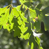 Quercus alba