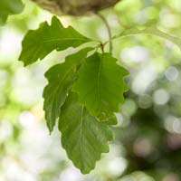 Quercus bicolor