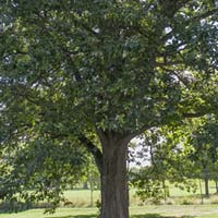 Quercus bicolor