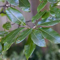 Quercus imbricaria