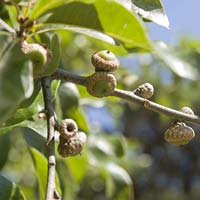 Quercus imbricaria