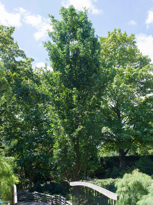 Fastigiate English Oak | Chicago Botanic Garden
