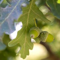 Quercus robur 'Fastigiata'