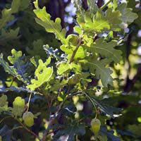 Quercus robur 'Fastigiata'