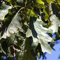 Quercus rubra