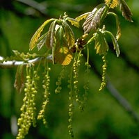 Quercus rubra