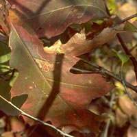 Quercus rubra