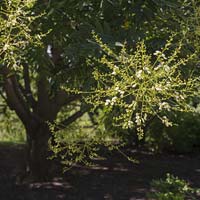 Sophora japonica