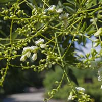 Sophora japonica