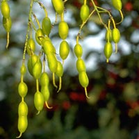 Sophora japonica