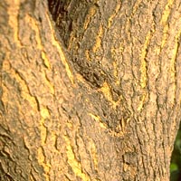 Sophora japonica
