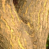 Sophora japonica