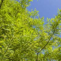 Taxodium distichum