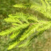 Taxodium distichum