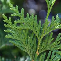 Thuja 'Green Giant'