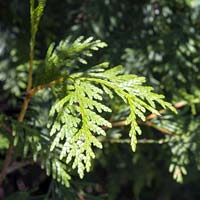 Thuja 'Green Giant'