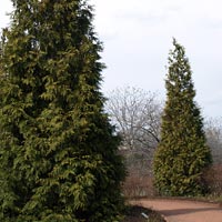 Thuja 'Green Giant'