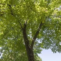 Tilia americana