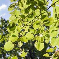 Tilia americana