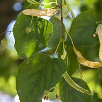 Tilia cordata 'PNI 6025' Greenspire™