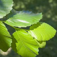 Ulmus americana 'Valley Forge'