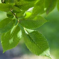 Ulmus americana 'Valley Forge'