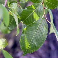 Ulmus 'Morton' Accolade™