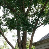 Ulmus 'Morton' Accolade™