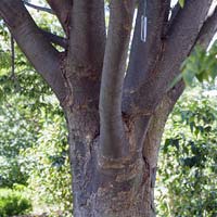 Zelkova serrata 'Village Green'