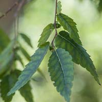 Zelkova serrata 'Village Green'