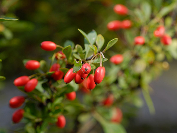 shrubs in november