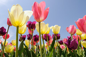 Tulips at the Garden