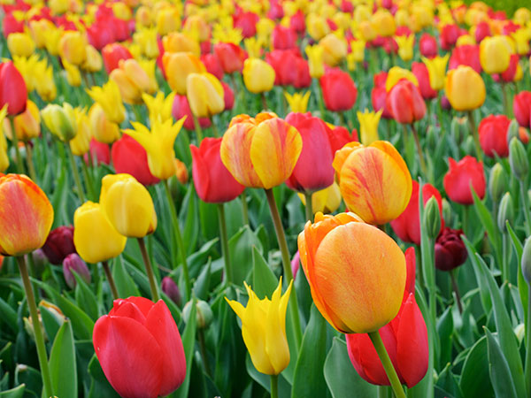 Tulips in Crescent Garden