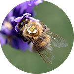 Microchipped honey bee