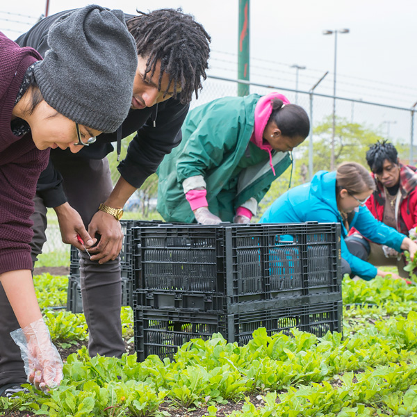 Windy City Harvest One Day Workshops