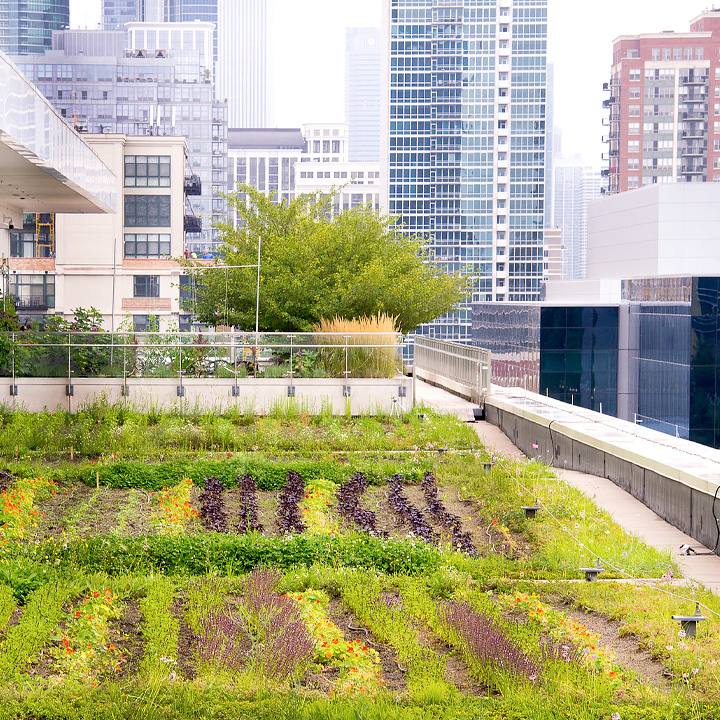 McCormick Place Rooftop Farm