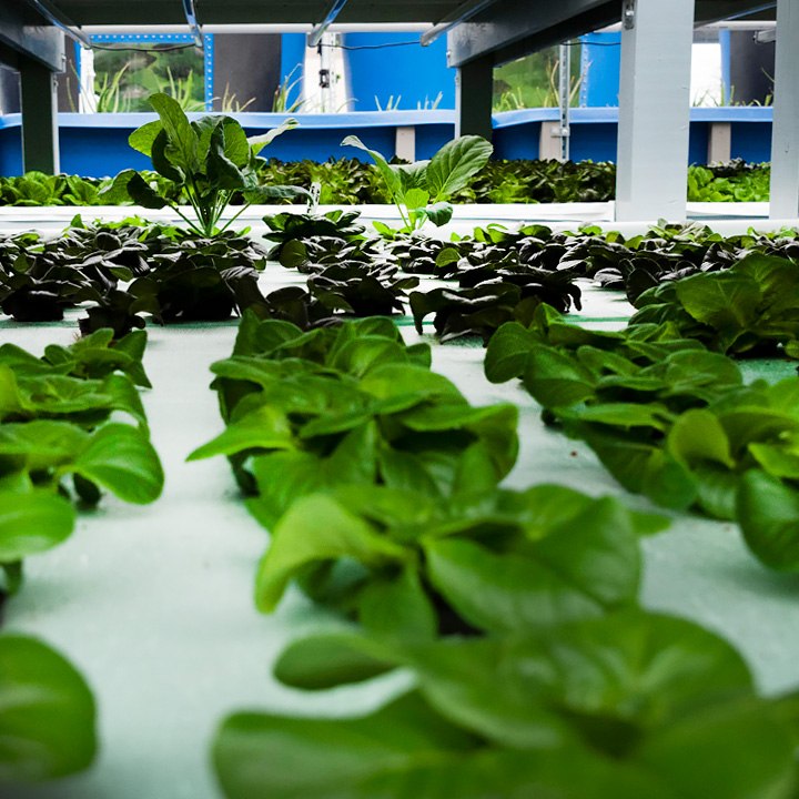 Aquaponics Courses