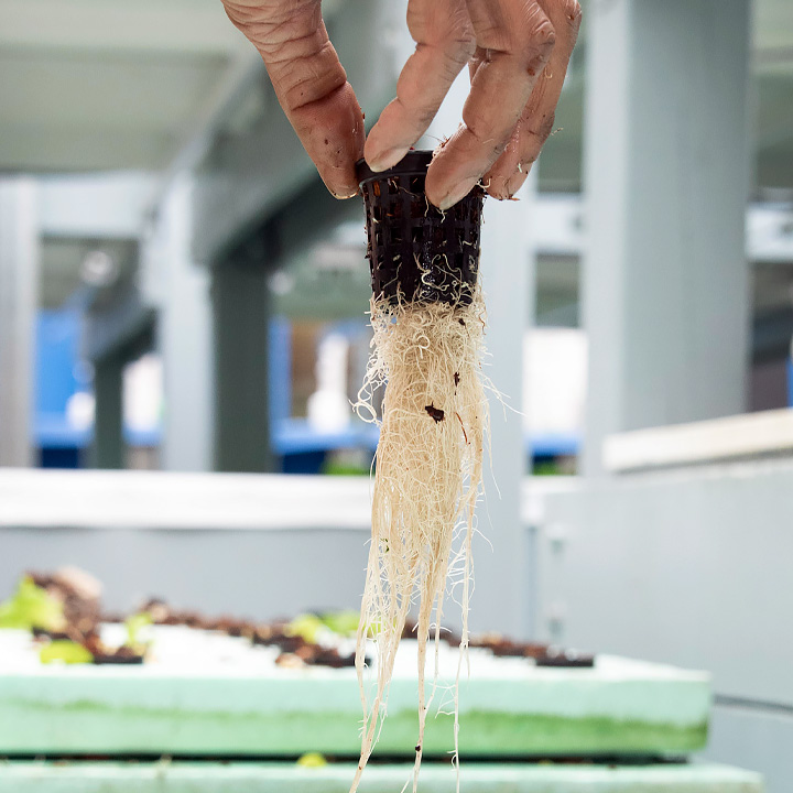 Aquaponics Courses