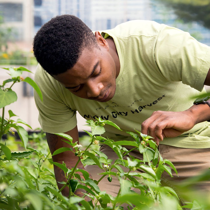 Windy City Harvest Success Stories