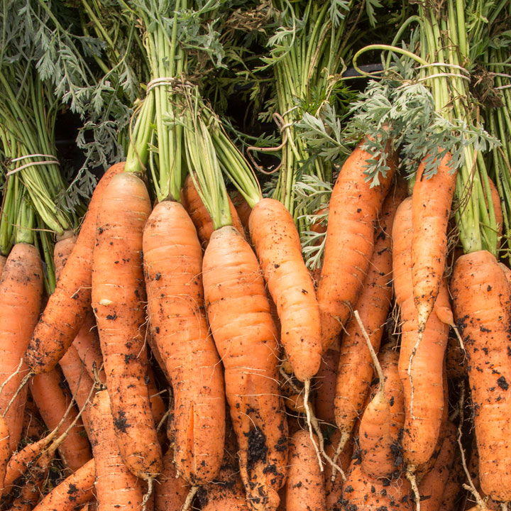Windy City Harvest Food Production