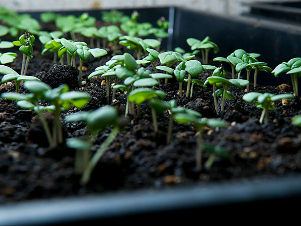 vegetable seedlings