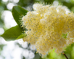 Viburnum