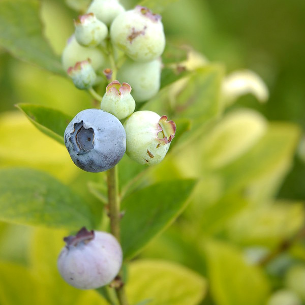Berry Gardening Information