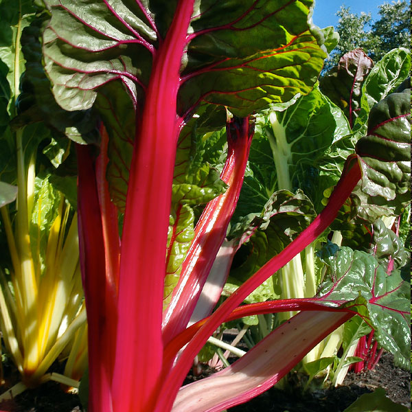 Planting a Vegetable Garden