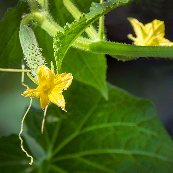 Victory Gardens - Flower