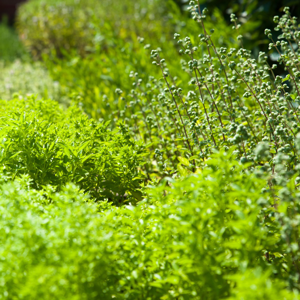 Herb Gardening Information