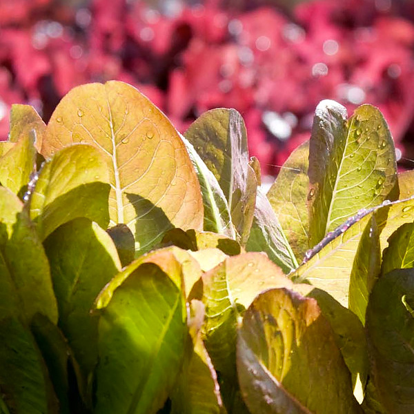 Leafy Green Gardening Information