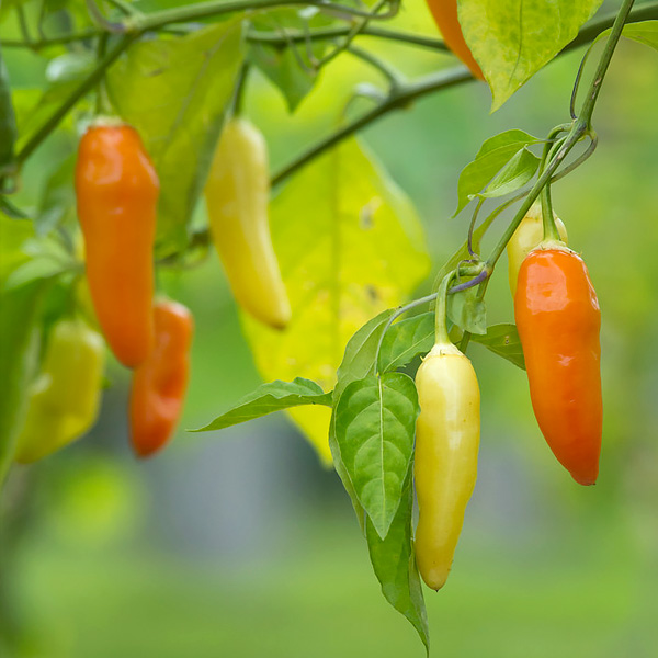 Pepper Gardening Information