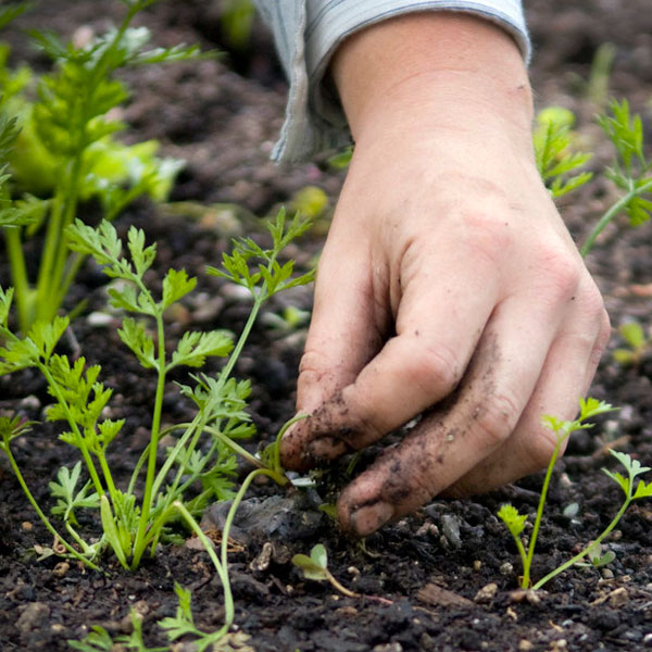 Victory Gardens - Planting