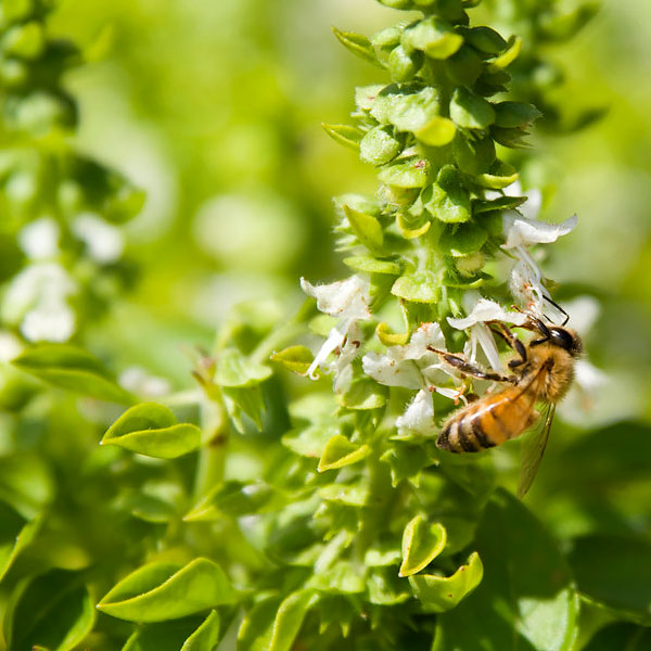 Victory Garden - Pollinators